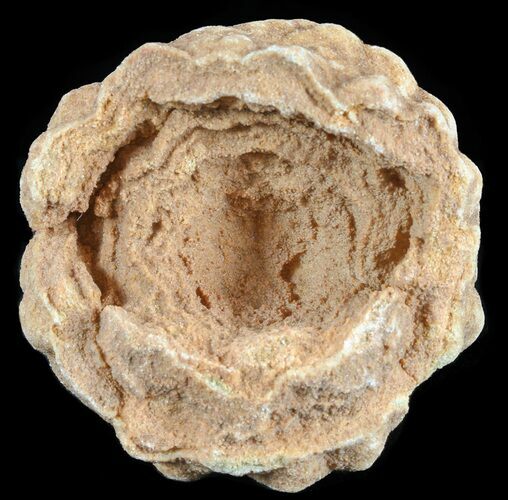Flower-Like Sandstone Concretion - Pseudo Stromatolite #62233